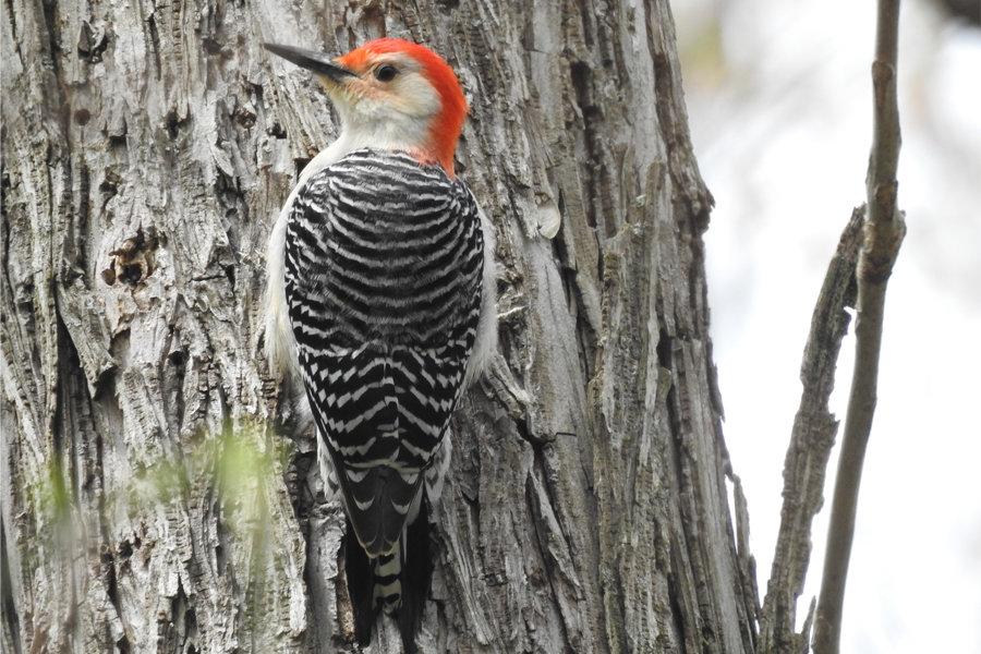 woodpecker